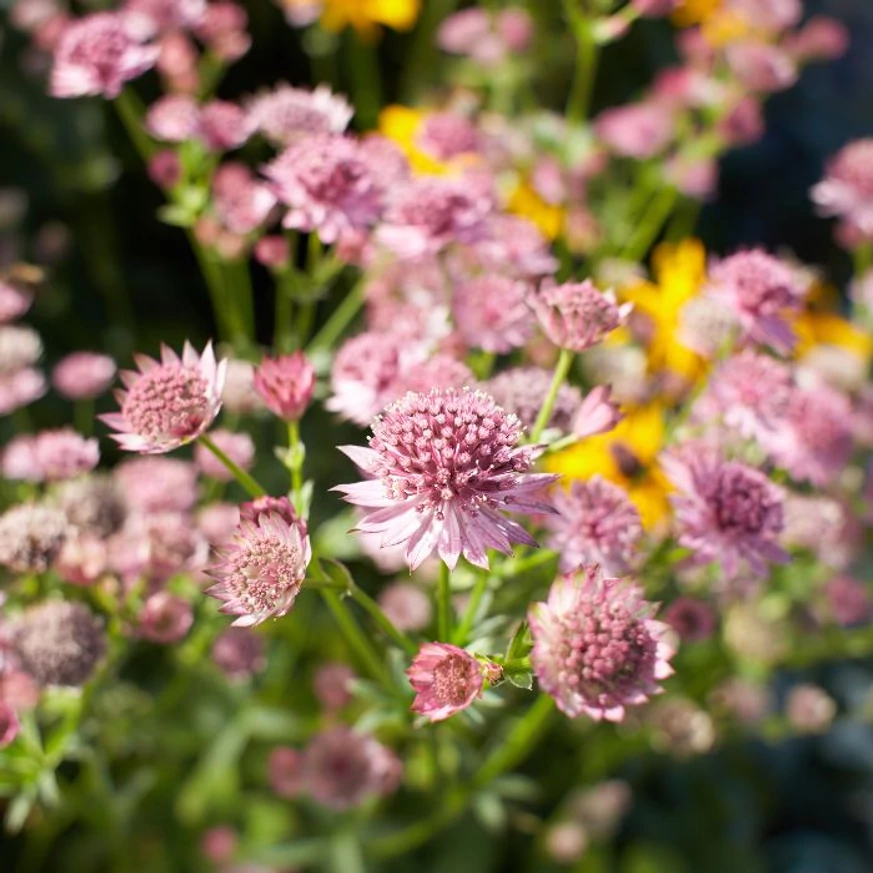Astrantia major Primadonna înflorește abundent pe timpul verii. 