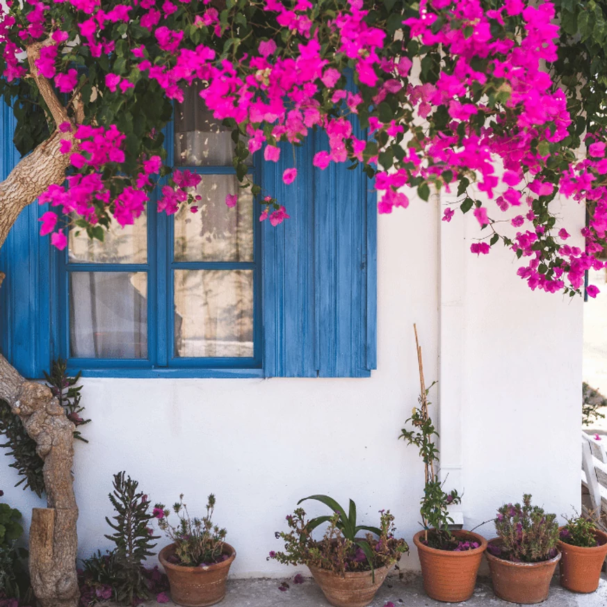 Bougainvillea, floare de hârtie în plină înflorire.