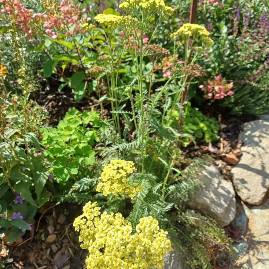 Achillea millefolium K2 - Coada șoricelului cu flori galbene