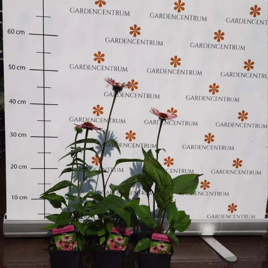 Echinacea purpurea înflorită. 