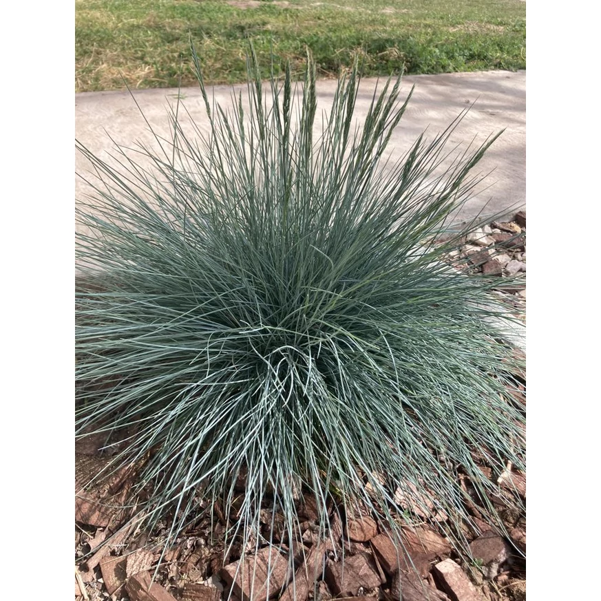 Festuca glauca plantat într-un strat de flori.