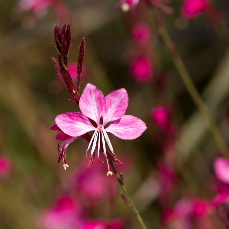 Floarea roz a plantei perene Gaura lindheimeri Geyser Pink.