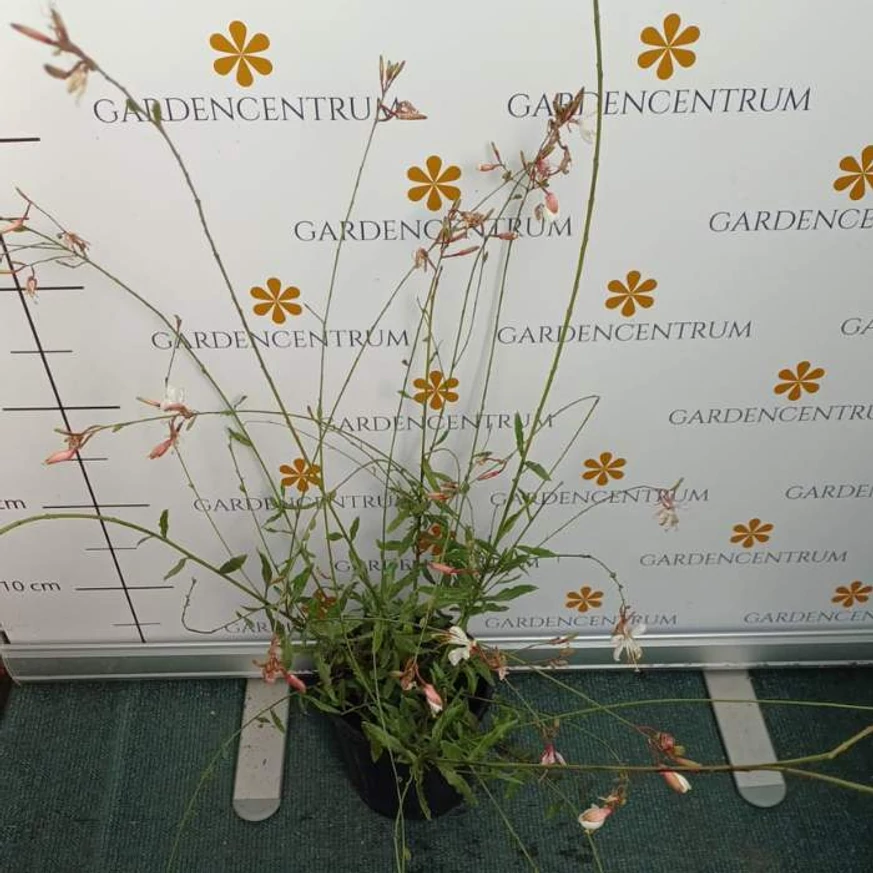 Gaura lindheimeri - Floarea albinei albă