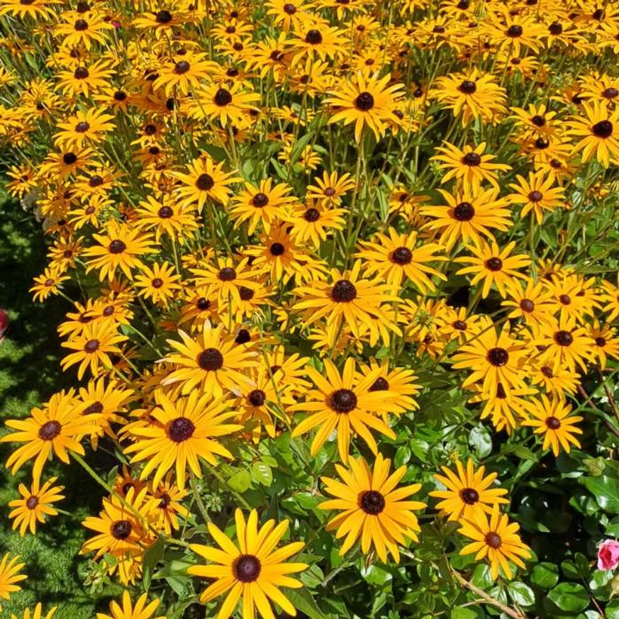 Rudbeckia fulgida plantat în grup.