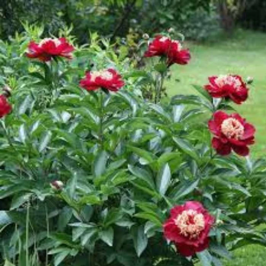 Paeonia lactiflora Charles Burgess în timpul înfloririi. 