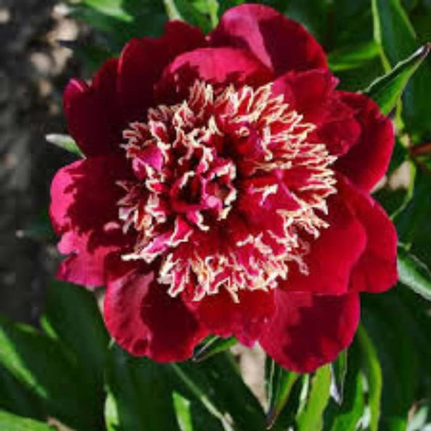 Floarea bujorului Paeonia lactiflora Charles Burgess.