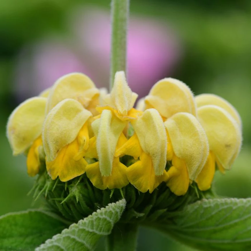 Phlomis russeliana înflorește pe tot parcursul verii. 