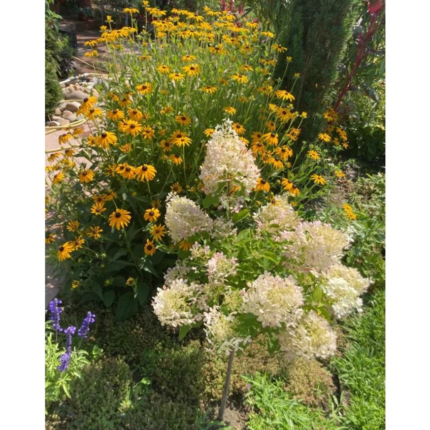 O hortensie tip pomișor decorează în fața florilor galbene de Rudbeckia.