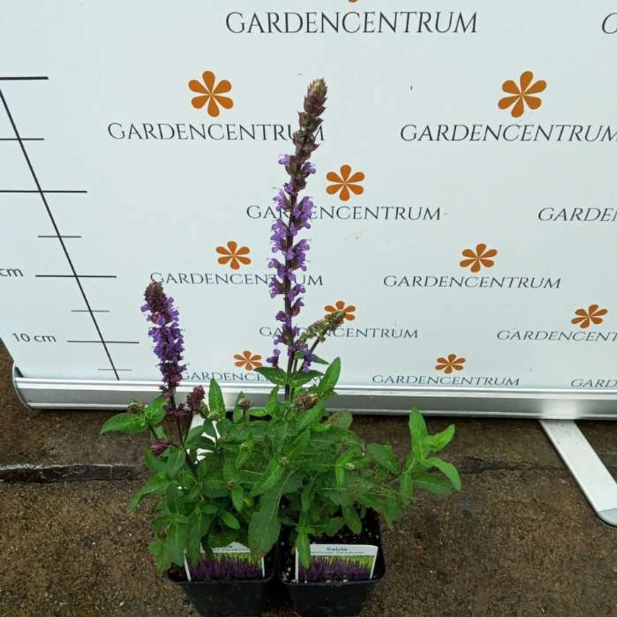 Salvia nemorosa Caradonna - Salvie ornamentală