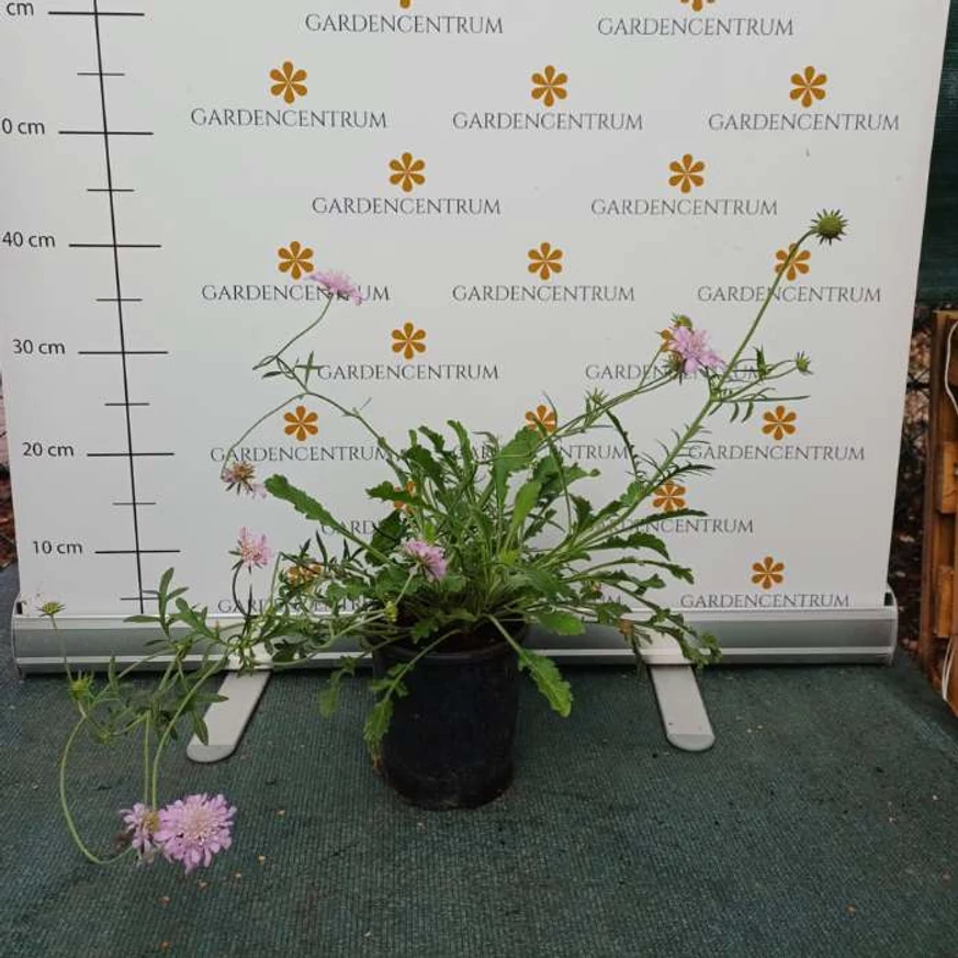 Scabiosa cu flori roz la ghiveci în pepiniera nostră în luna iulie. 