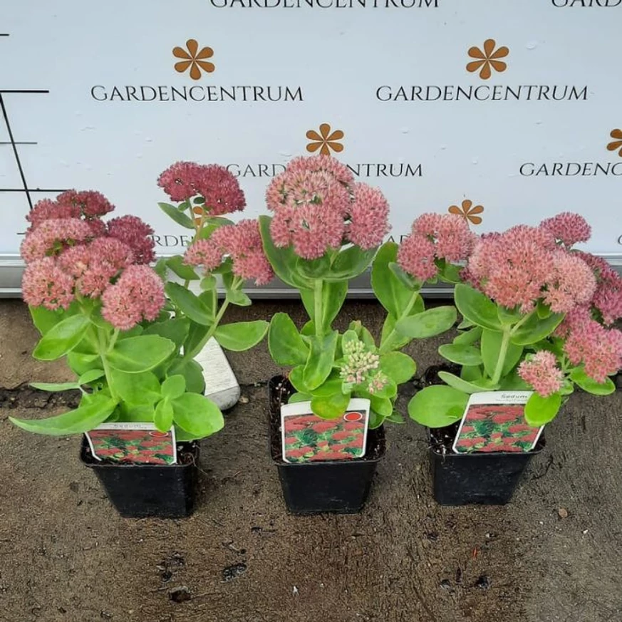 Sedum spectabile în timpul înfloririi, în pepiniera noastră, luna octombrie. 