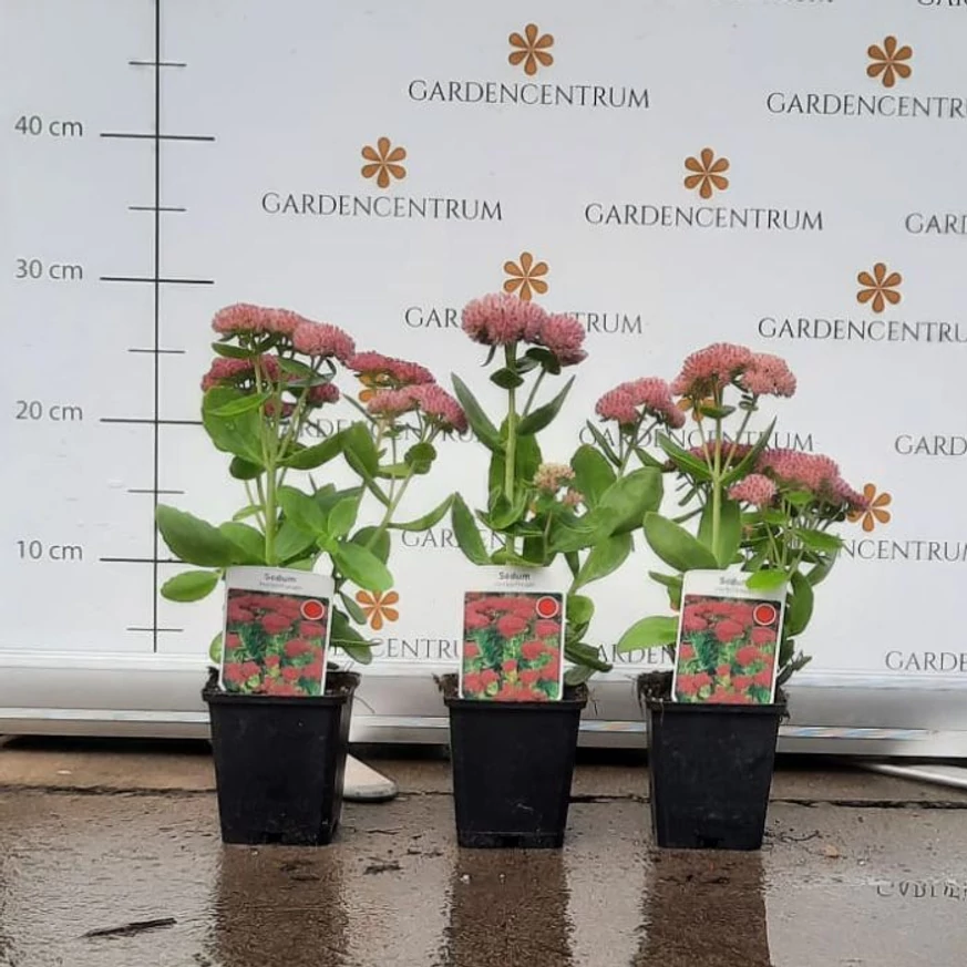 Sedum spectabile în pepiniera noastră la începutul lunii octombrie. 