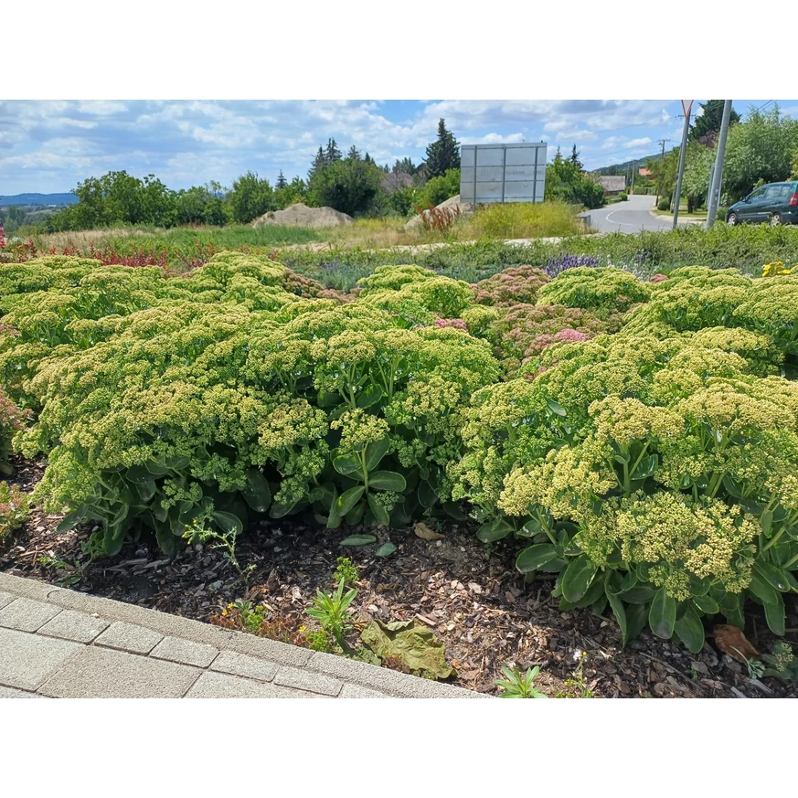 Sedum plantat într-un strat, în luna iunie. 
