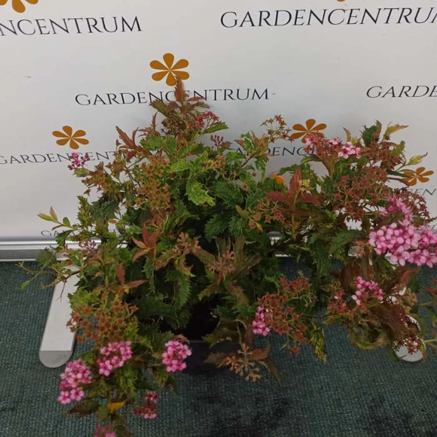 Spiraea japonica Crispa înflorită în pepiniera noastră. 