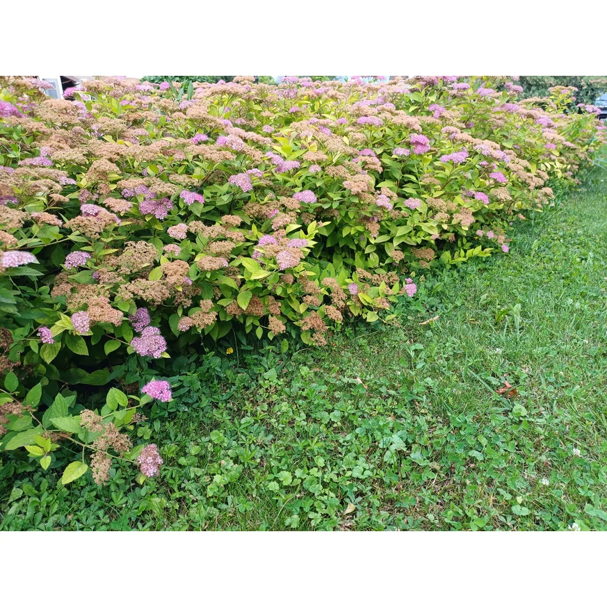 Cununiță plantată într-un strat de flori, în luna iunie. 