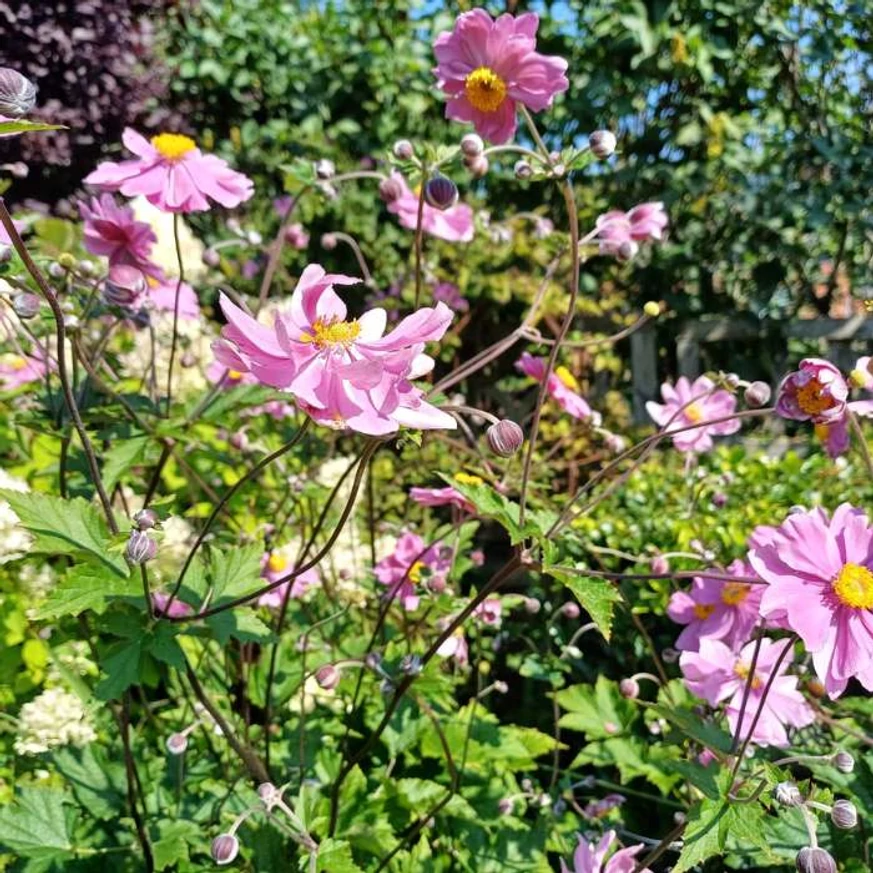 Anemone hybrida înflorită. 