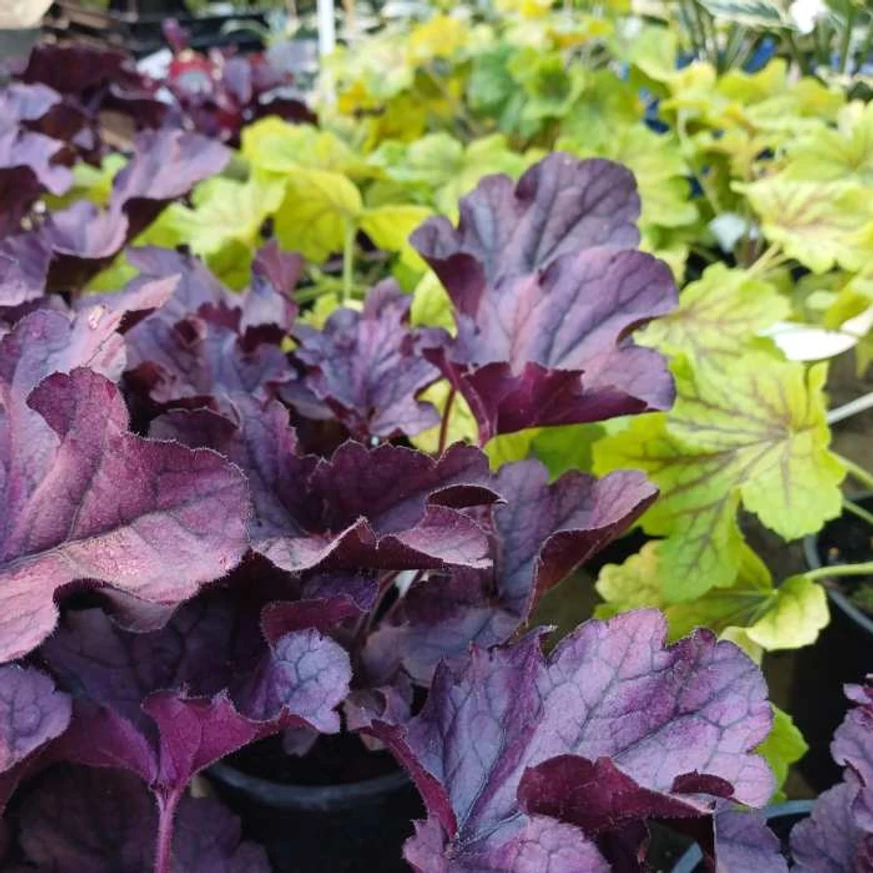 Heuchera Red Lightening - Clopoțel galben