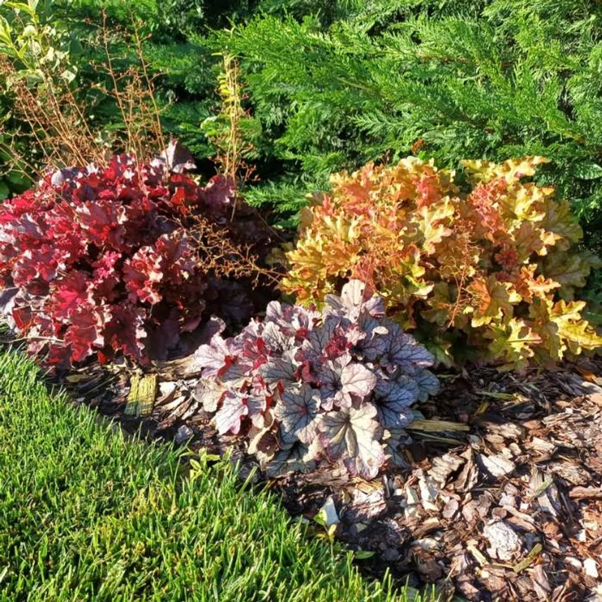 Heuchera micrantha - Clopoțelul purpuriu
