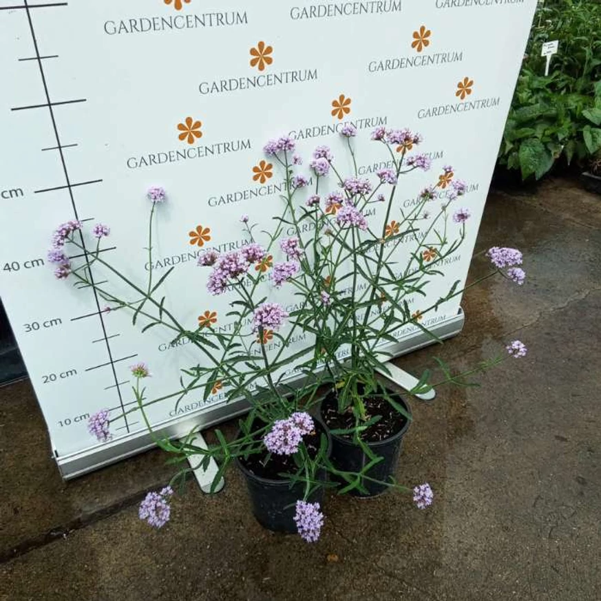 Verbena bonariensis Lollipop înflorită.