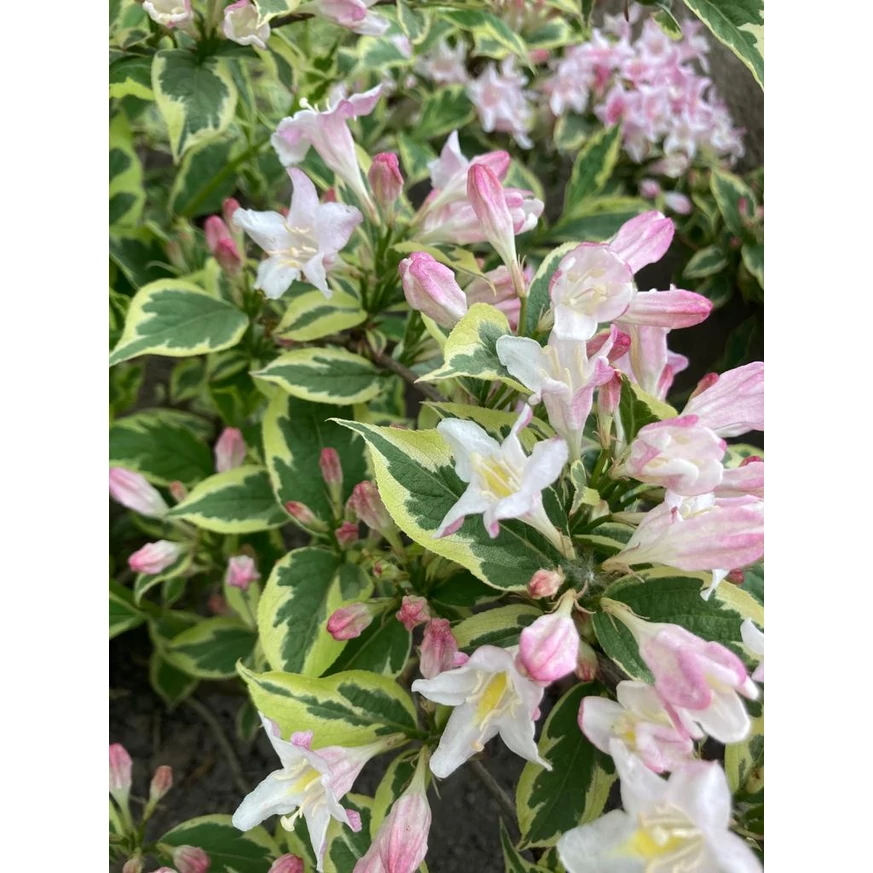 Weigela Nana Variegata în plină înflorire.