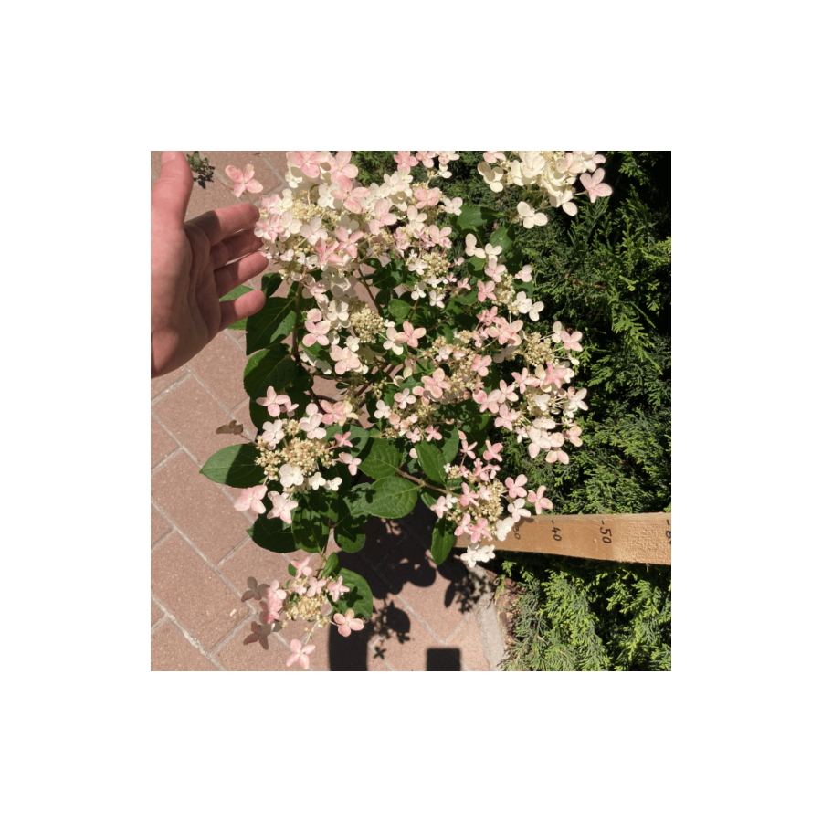 Hortensie Switch ophelia altoit tip copac de la