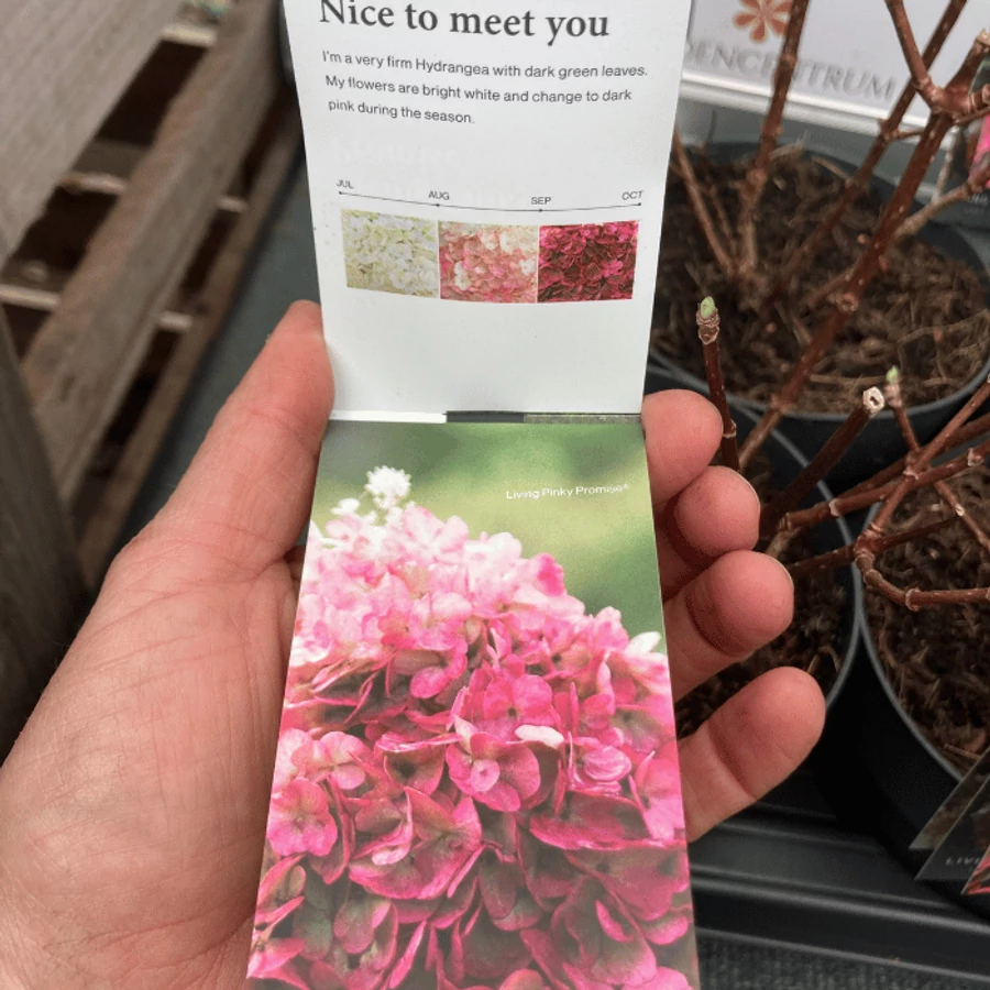 Hortensie Living Pinky Promise - Gardencentrum.net