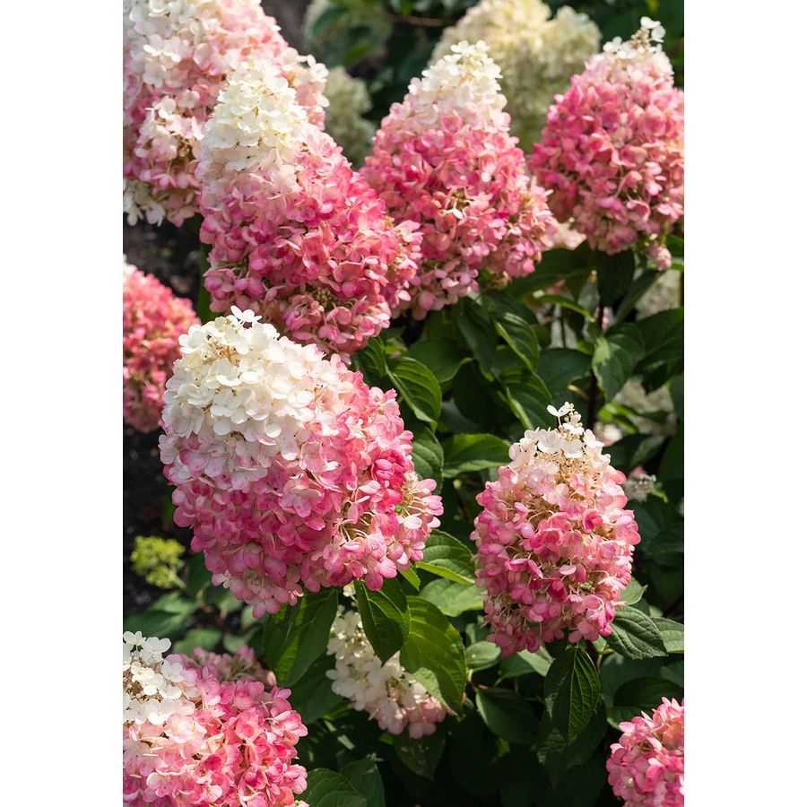 Hortensie Living Pinky Promise - Gardencentrum.net