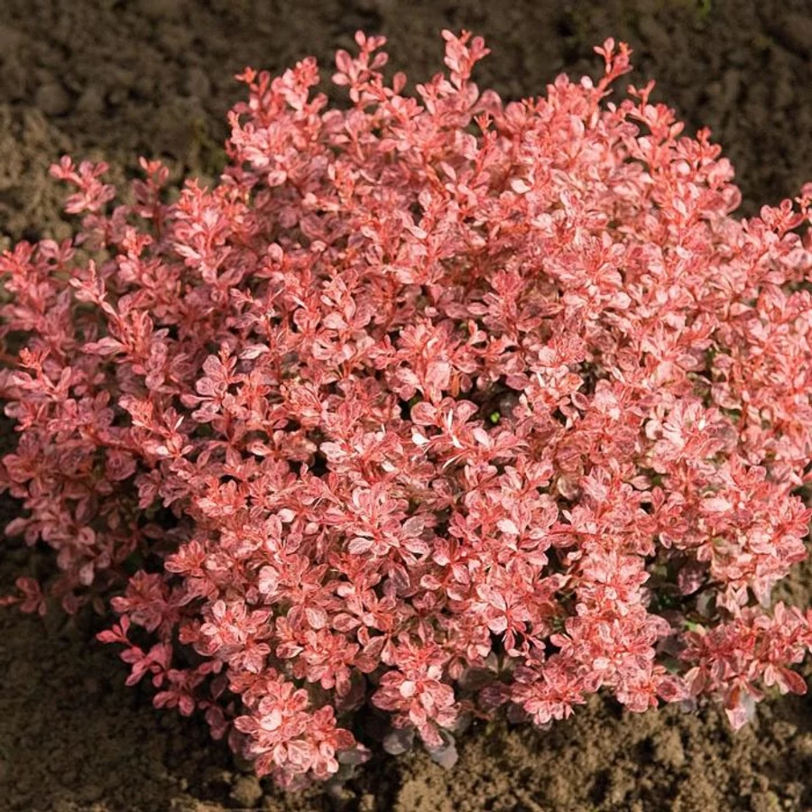 Berberis thunbergii Inspiration - Gardencentrum.ro webshop