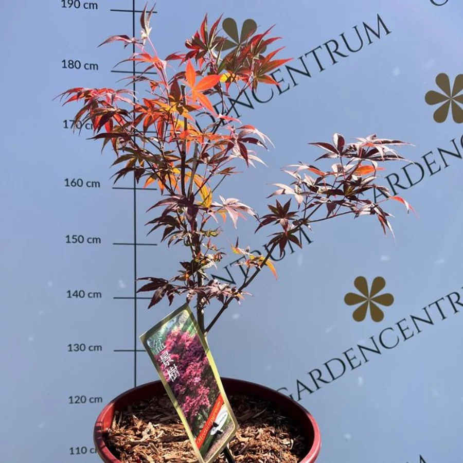 Arar japonez bonsai  Gardencentrum.net webshop