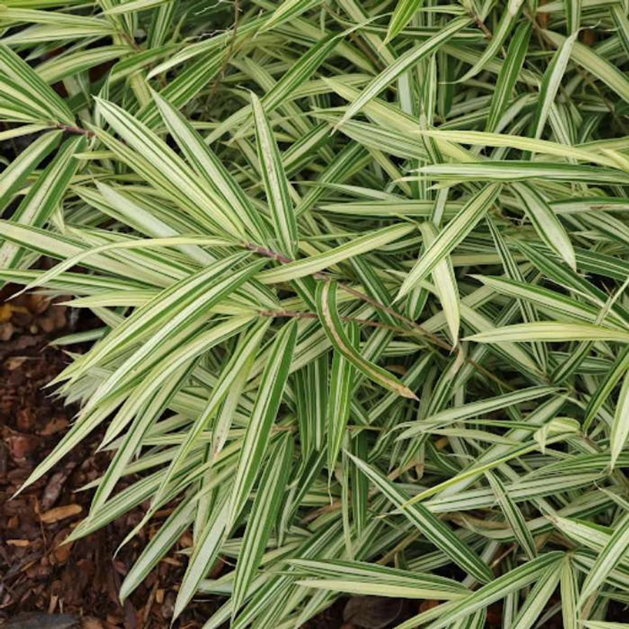 bambus kaufen bremen Bambus schwarz - Phyllostachys nigra main image 0