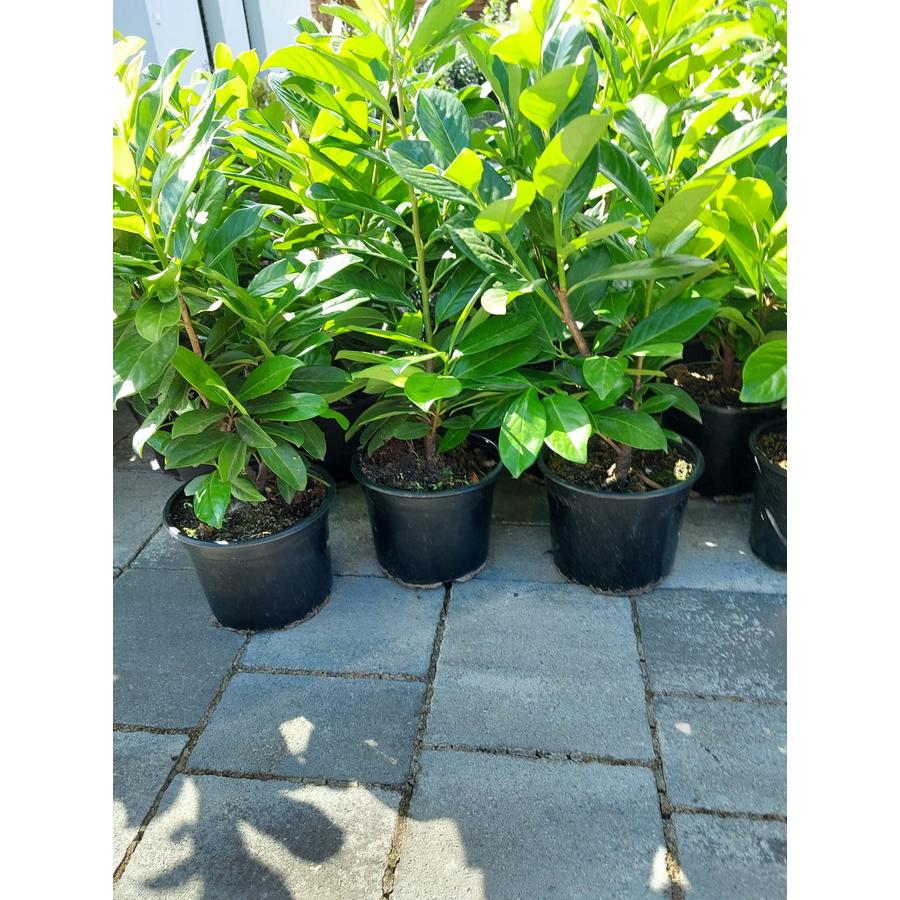 Laur englezesc Novita la ghiveci - Gardencentrum.net magazin online