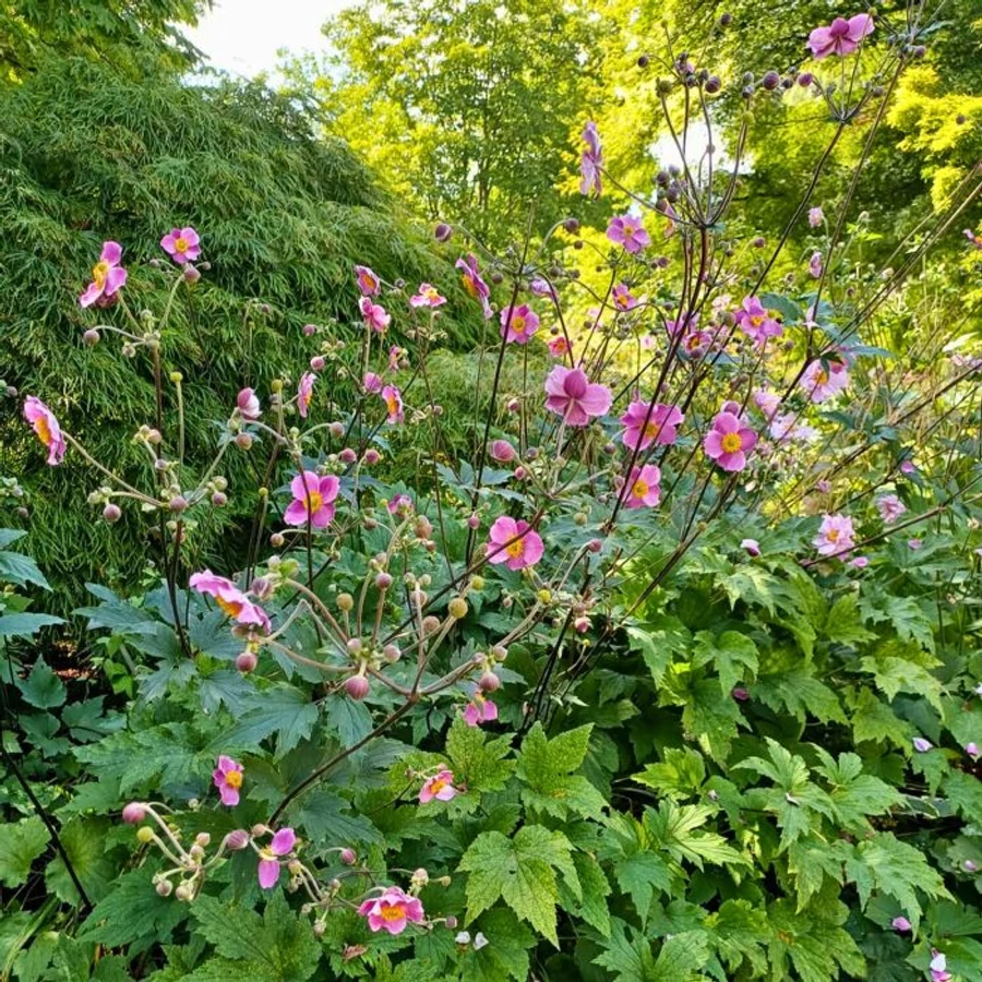 Anemone hybrida Serenade - Gardencentrum.net magazin online