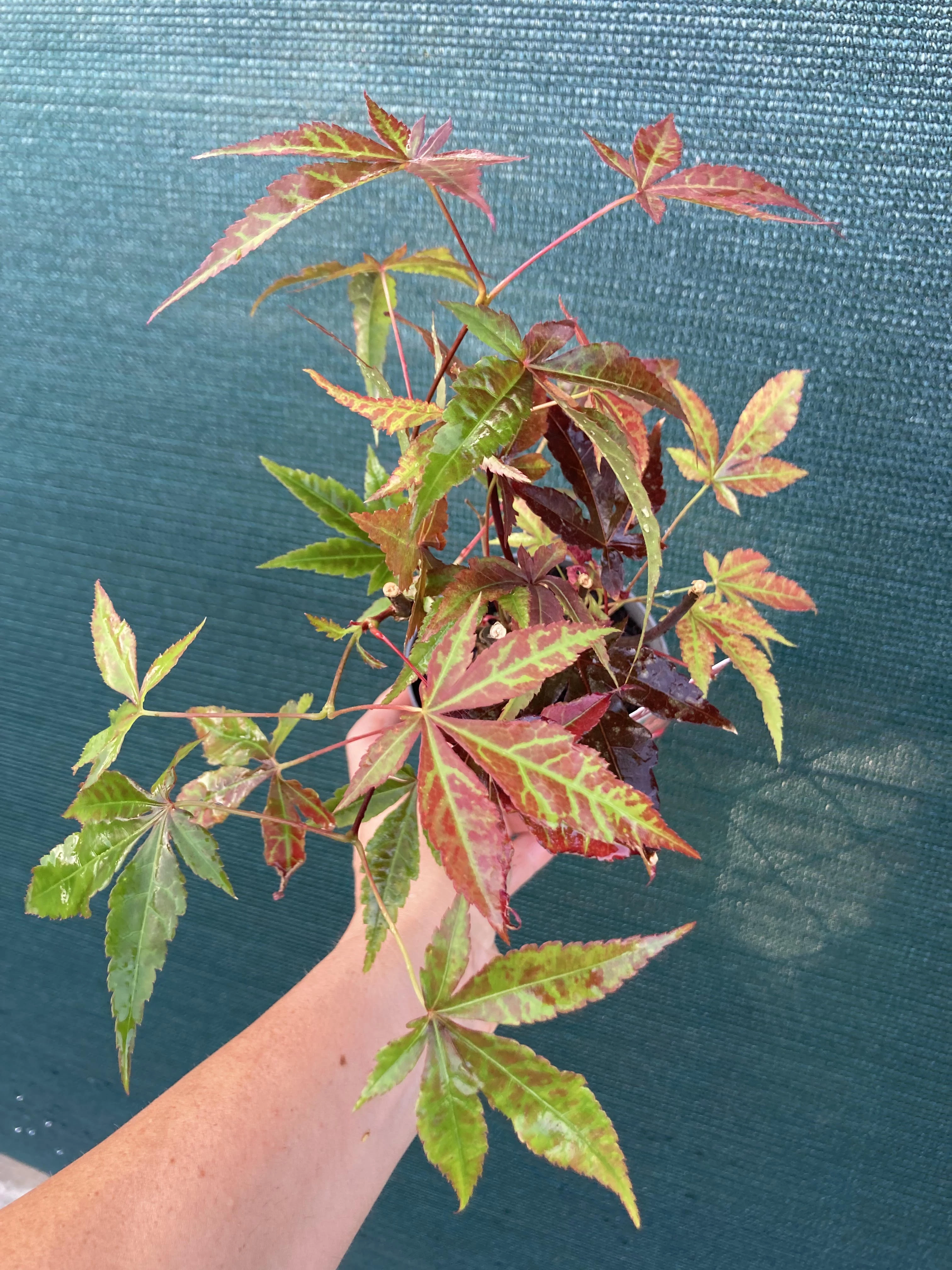 Acer palmatum Orange dream K2 - Arțar japonez Orange Dream