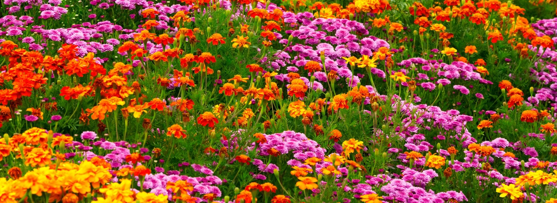 Cele mai frumoase flori colorate într-un loc!