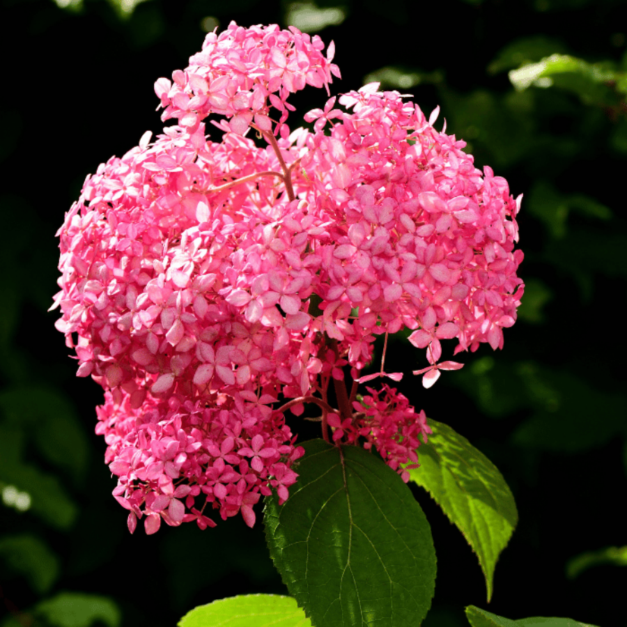 Hydrangea arborescens Pink Annabelle K2 - Hortensie cu flori roz