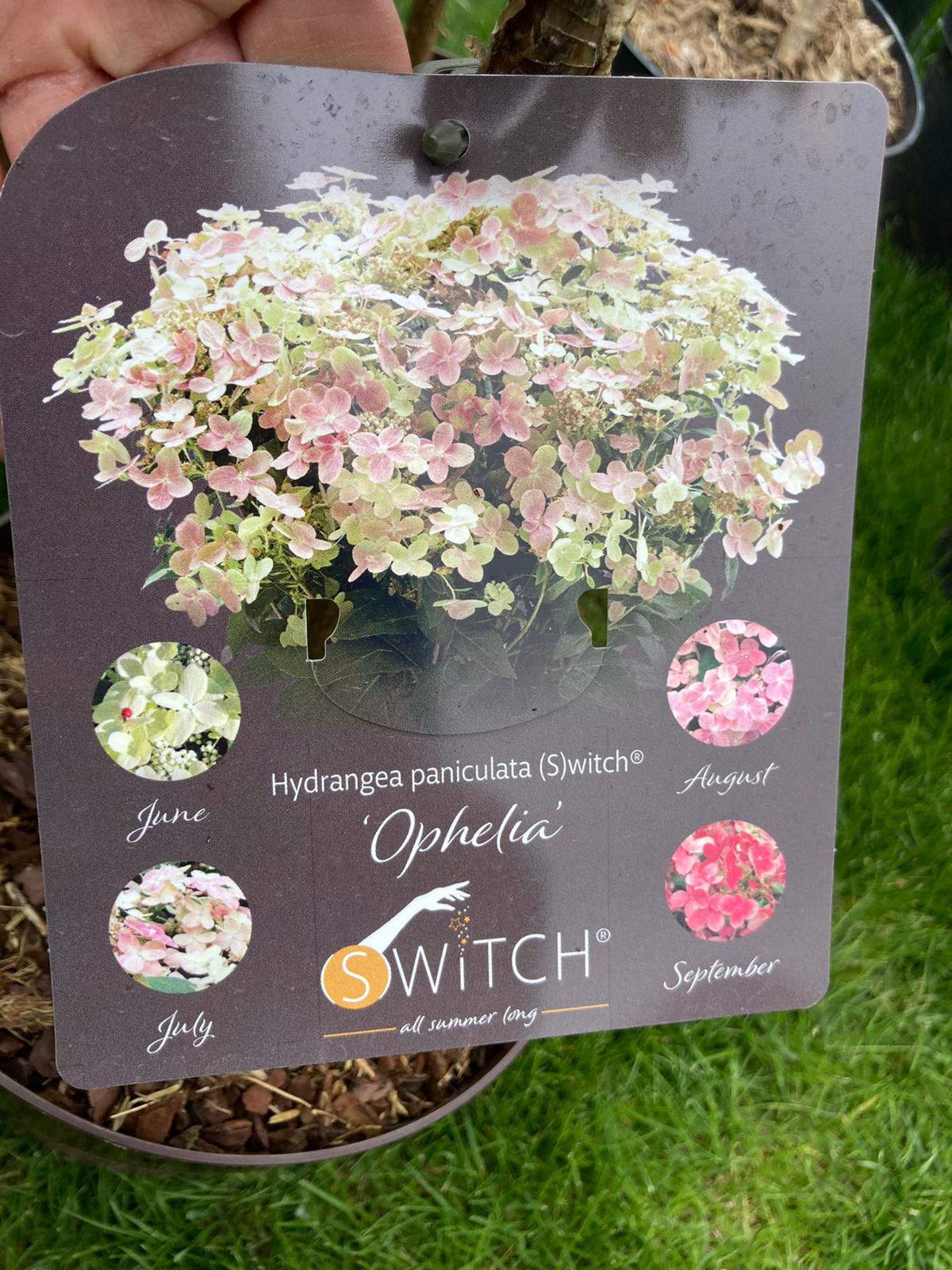 Hydrangea Switch Hortensie Switch ophelia altoit tip copac de la Gardencentrum.net