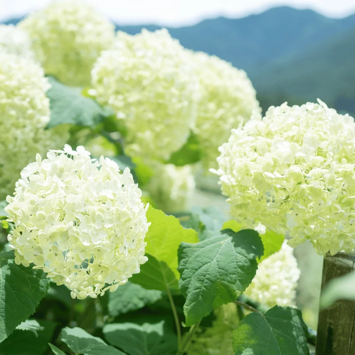 Hydrangea arborescens Annabelle K2 - Hortensie Annabelle 