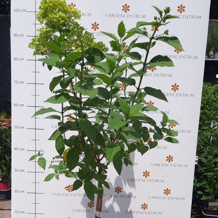Hydrangea paniculata Limelight MT30 - Hortensie Limelight tip pomișor 
