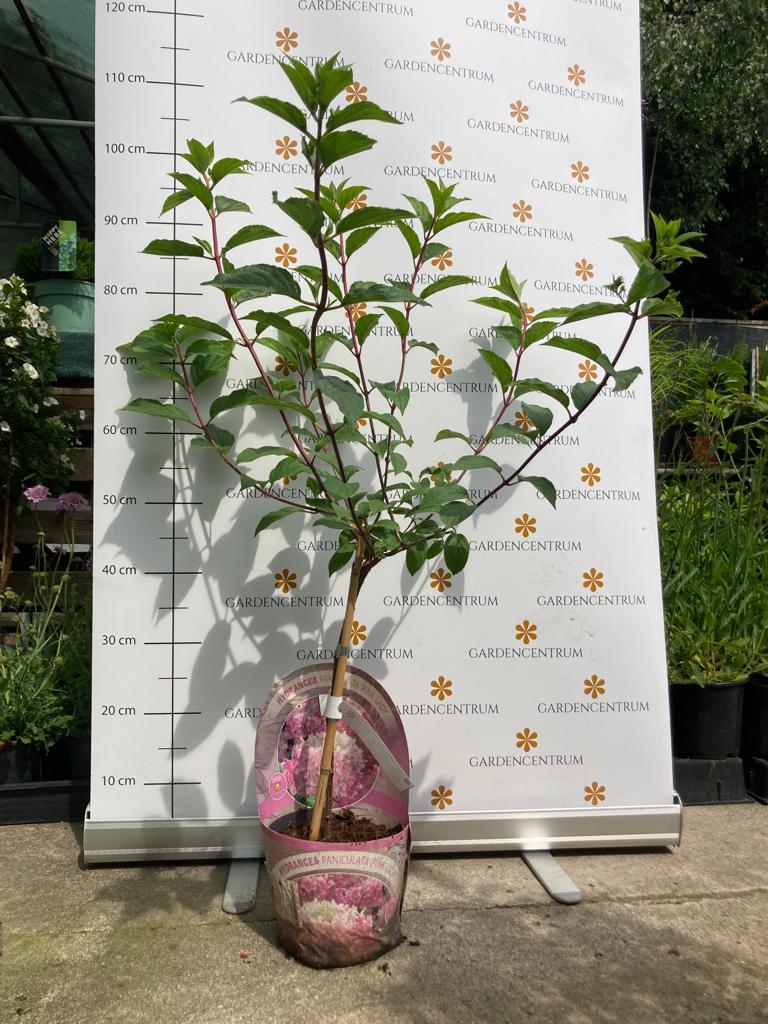 Hydrangea paniculata Pink Lady MT30 - Hortensie tip pomișor Pink Lady 