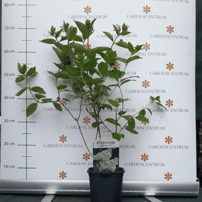 Hydrangea paniculata Grandiflora K2 - Hortensie Grandiflora