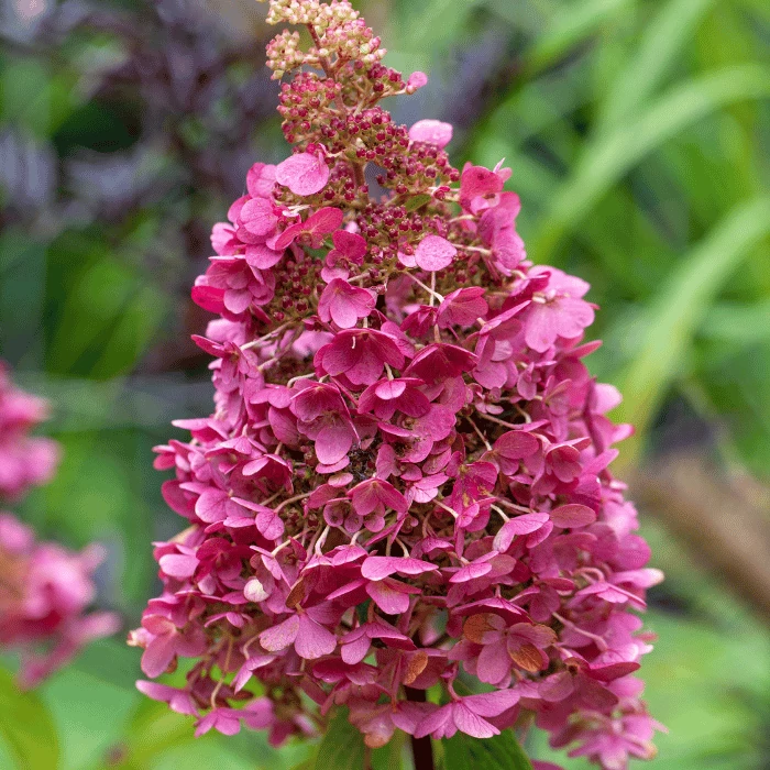 hydrangea_paniculata_living_pi
