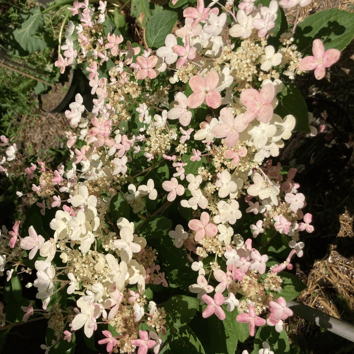 Hortensia paniculata Switch Ophelia