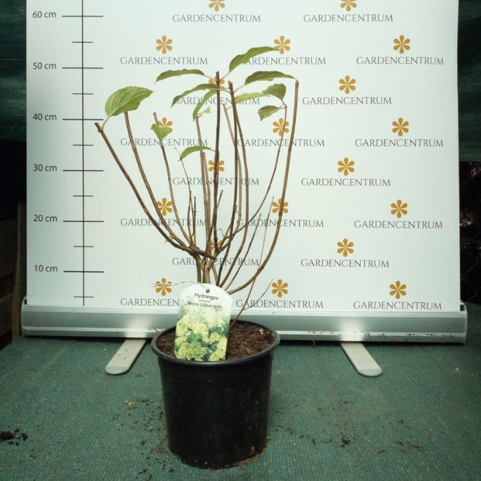 Hydrangea paniculata Mojito - Hortensie Mojito