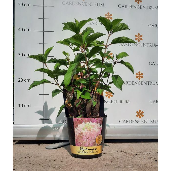 Hydrangea paniculata Pink Lady CS12 - Hortensie Pink Lady