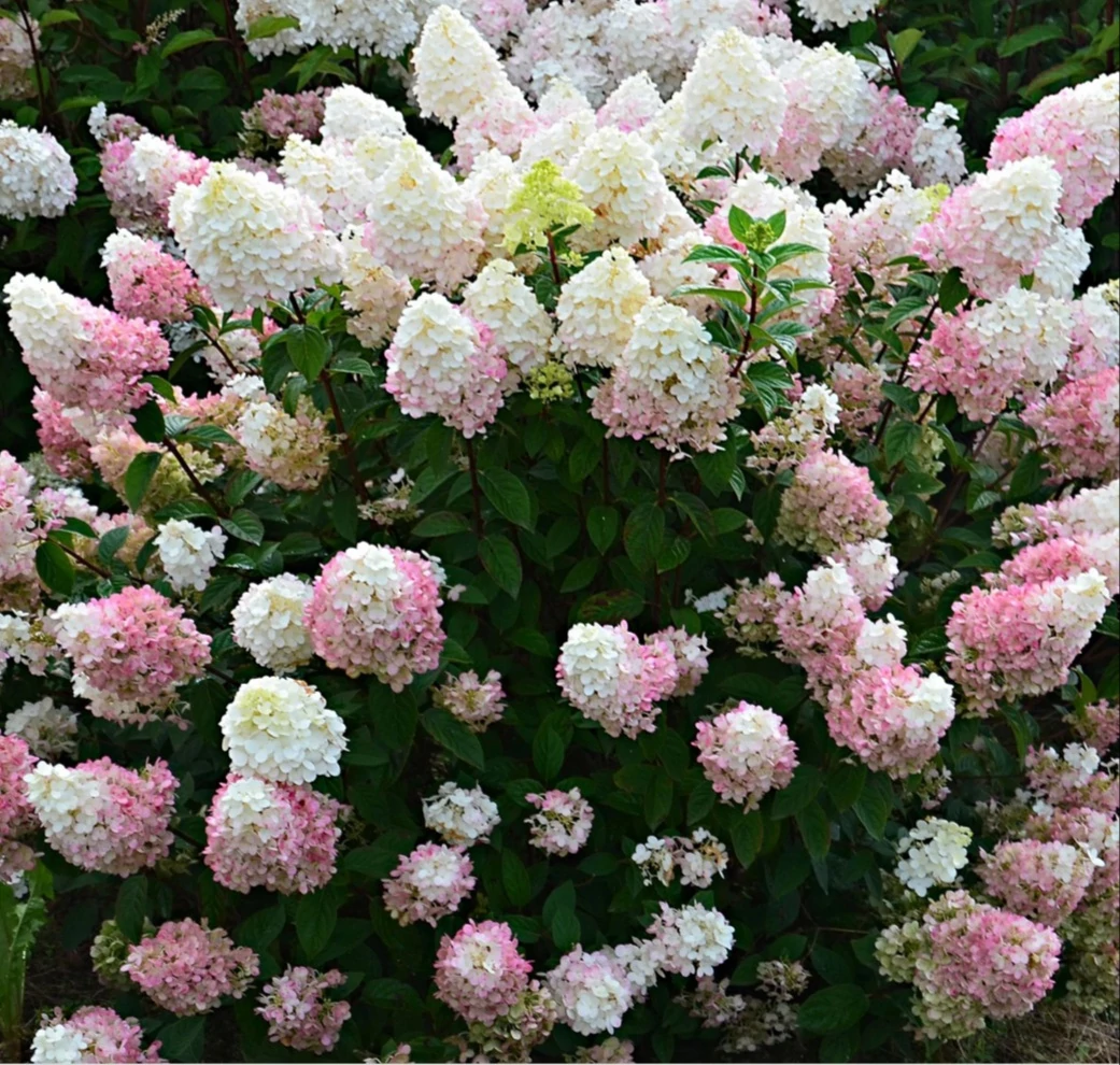 Hydrangea paniculata Sundae Fraise K3 - Hortensia paniculata Sundae Fraise