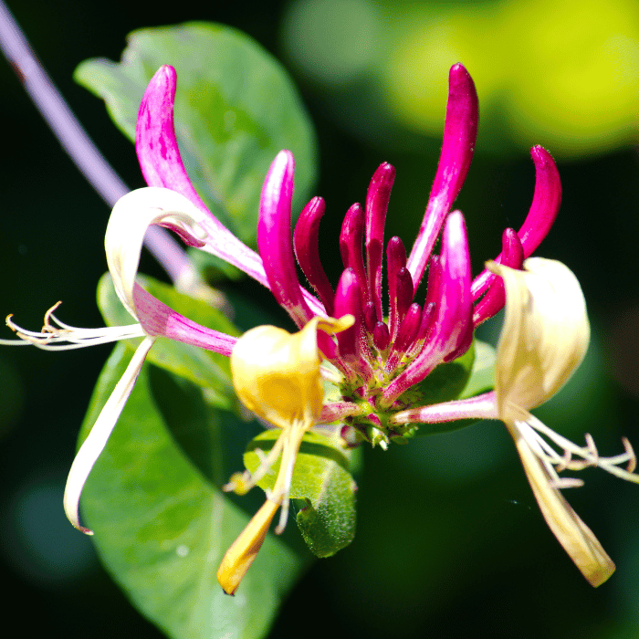 Lonicera japonica Red World - Caprifoi Red World