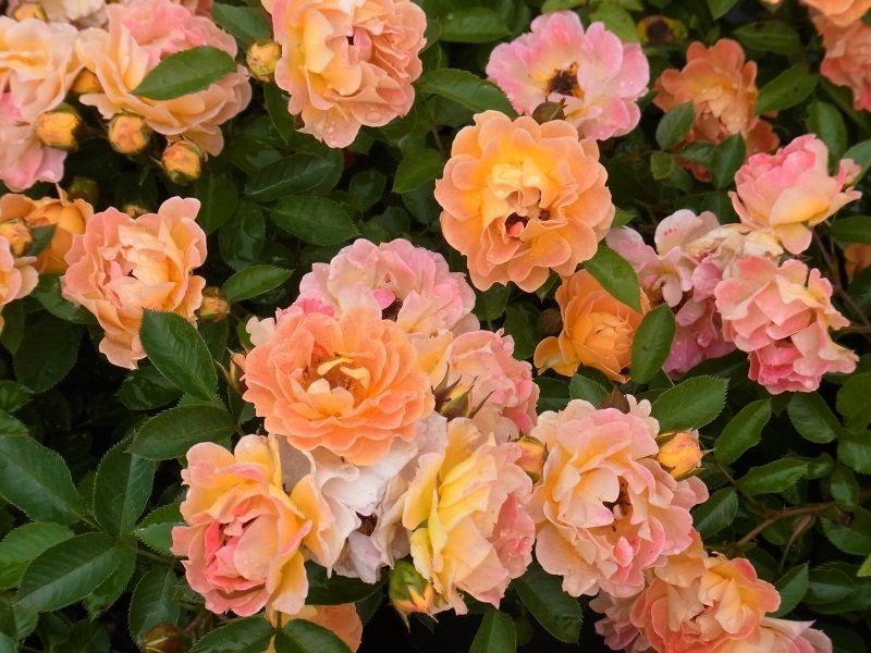 Rosa Bessy - Trandafir acoperitor de sol