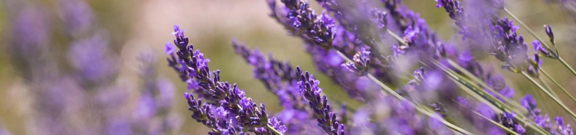 Plante care emană un parfum plăcut