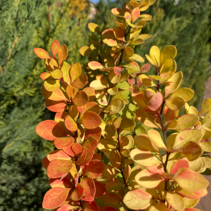 Berberis thunbergii - Dracilă columnară galbenă
