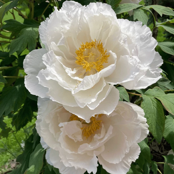 Paeonia suffruticosa - Bujor arbustiv 